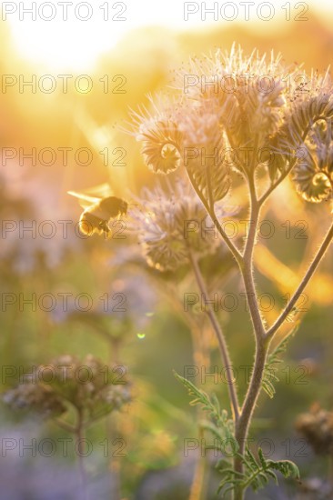 A bee buzzing around purple flowers in the warm morning light, quiet nature, Gechingen, Landkeis Calw, Germany