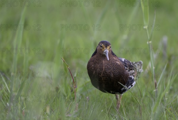 Ruff (Philomachus pugnax) in a meadow, Texel, North Holland, Netherlands