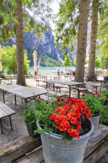 Blooming flowers in a bucket near a lake and benches surrounded by trees, Dolomites, South Tyrol, Italy