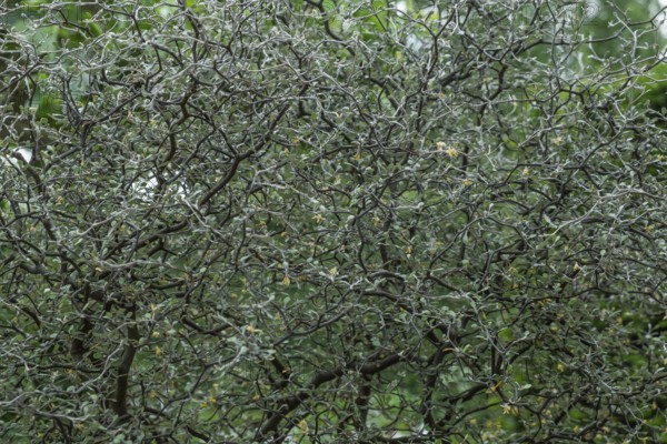 Zigzag shrub (Corokia cotoneaster), close-up, Münsterland, North Rhine-Westphalia, Germany
