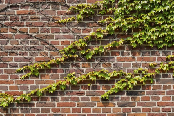 Brick wall overgrown with wild vines emphasising the natural architecture, Münsterland, North Rhine-Westphalia, Germany