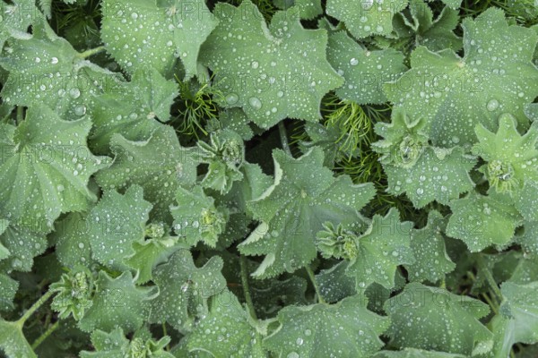 Lady's mantle (Alchemilla mollis) with raindrops, Lower Rhine, North Rhine-Westphalia, Germany