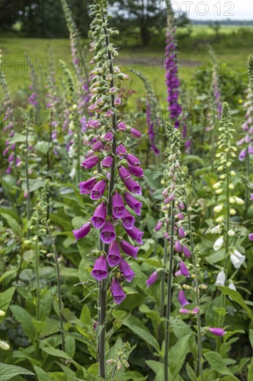 Foxglove (Digitalis purpurea) with raindrops, Netherlands