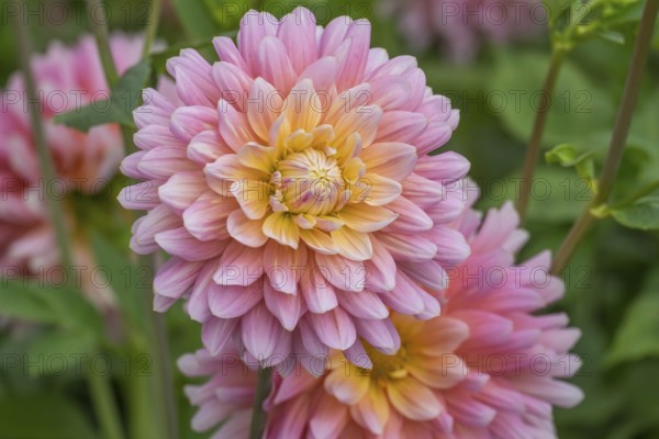 Dahlia (Dahlia), Münsterland, North Rhine-Westphalia, Germany