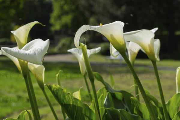 Garden calla (Zantedeschia aethiopica), North Rhine-Westphalia, Germany