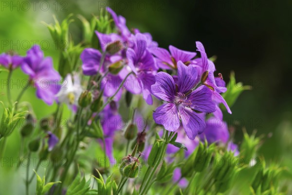 Cranesbill (Geranium), Münsterland, North Rhine-Westphalia, Germany