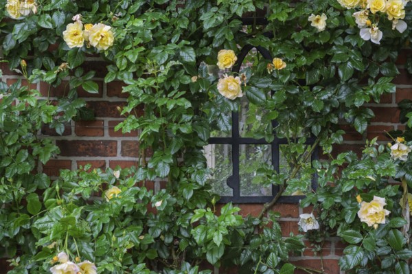 Rose (Rosa sp.), climbing rose in yellow on a brick facade, North Rhine-Westphalia, Germany