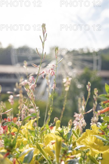 Colourful flowers in front of a blurred Ferris wheel in a sunny park, Ferris wheel construction for the 950th anniversary of the city of Calw, Black Forest, Germany