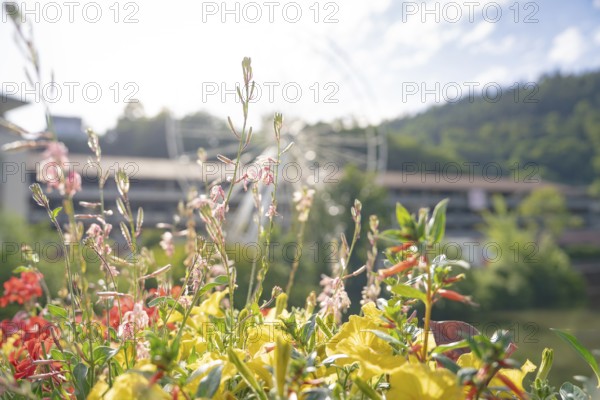 Flowers with Ferris wheel in the background on a bright summer day, Ferris wheel construction for the 950th anniversary of the city of Calw, Black Forest, Germany