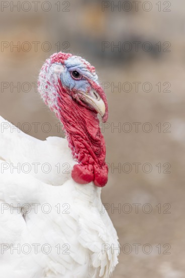 Een witte kalkoen staat in het veld. The bird has a blue, round head and a long, round neck. Het dier kijkt naar links in de omgeving. Bas Rhin, Alsace, France