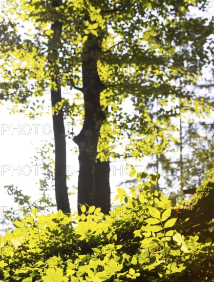 Hornbeam, Carpinus betulus, beech forest with green leaves in the sun, Upper Austria, Austria