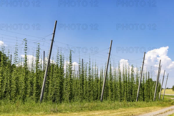 Hop garden of the Hochdorfer Kronenbrauerei brewery. Hop growing in the Heckengäu in the northern Black Forest region. Nagold, Baden-Württemberg, Germany