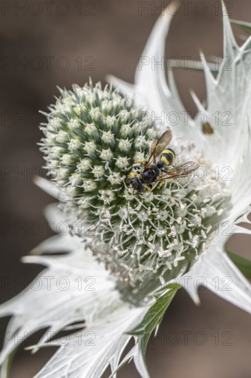 Clay wasp (Ancistrocerus) on ivory man litter (Eryngium giganteum), Emsland, Lower Saxony, Germany