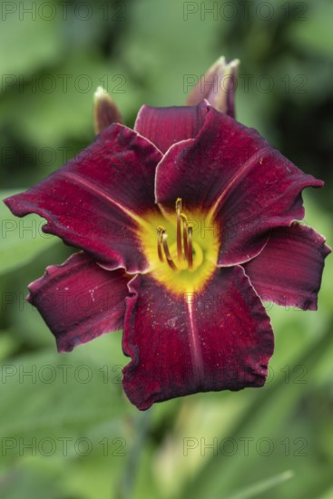 Daylily (Hemerocallis), Emsland, Lower Saxony, Germany