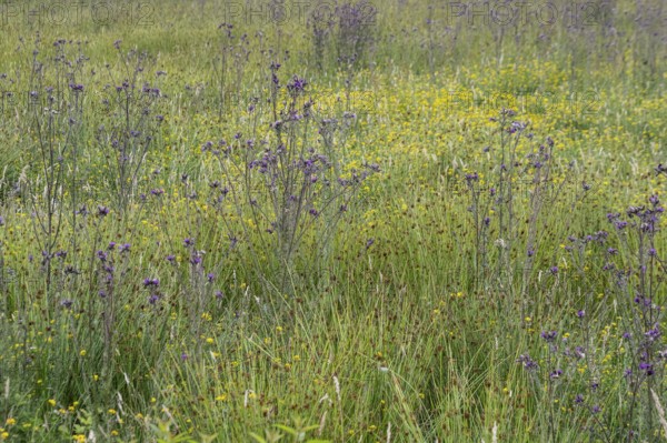 Meadow with thistles (Cirsium), Emsland, Lower Saxony, Germany
