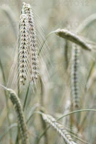 Triticale ears (triticale), Emsland, Lower Saxony, Germany