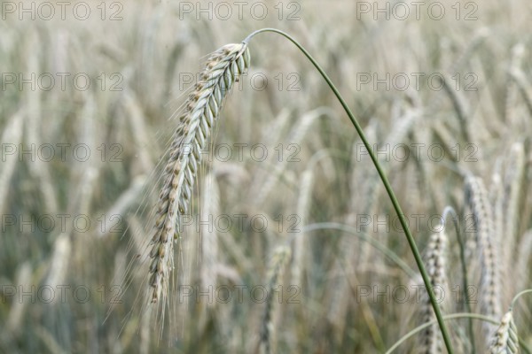 Triticale ears (triticale), Emsland, Lower Saxony, Germany