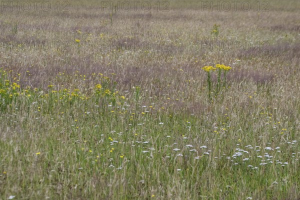 Meadow with ragwort (Senecio jacobaea), Emsland, Lower Saxony, Germany
