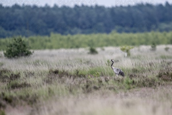 Crane (Grus grus) in the moor, Emsland, Lower Saxony, Germany