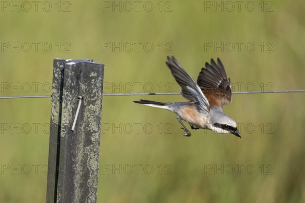 Red-backed shrike (Lanius collurio), Emsland, Lower Saxony, Germany