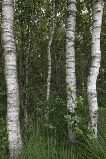 Birch quarry forest (Betula pendula), Emsland, Lower Saxony, Germany