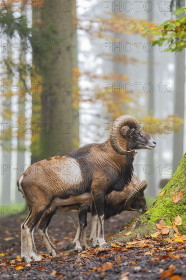 European mouflon (Ovis aries musimon) ram (male) standing in a forest in autumn, Bavaria, Germany