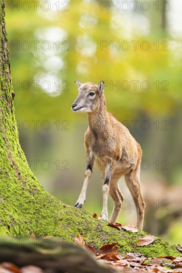 European mouflon (Ovis aries musimon) sheep (female) walking in a forest in autumn, Bavaria, Germany
