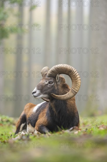 European mouflon (Ovis aries musimon) ram (male) lying in a forest in autumn, Bavaria, Germany