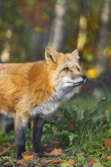 Red fox (Vulpes vulpes) standing in a forest in autumn, portrait, Bavaria, Germany