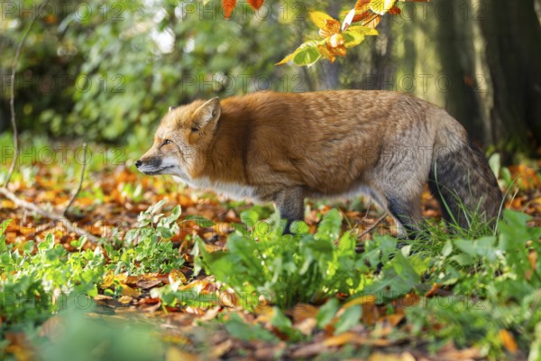 Red fox (Vulpes vulpes) standing in a forest in autumn, Bavaria, Germany