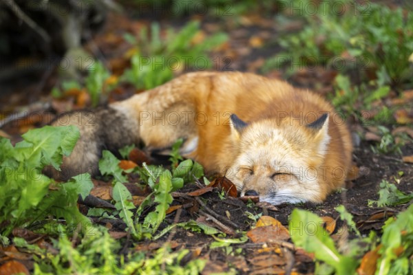 Red fox (Vulpes vulpes) lying in a forest in autumn, Bavaria, Germany