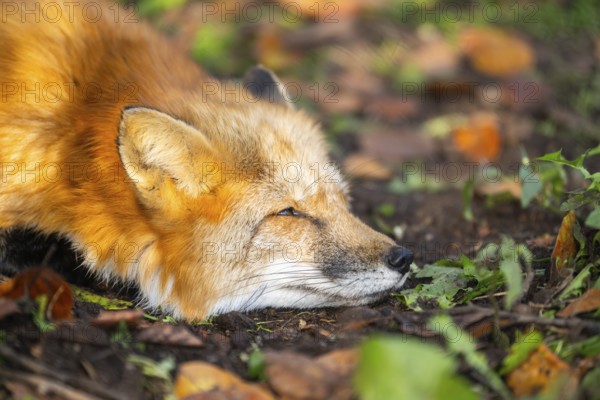Red fox (Vulpes vulpes) lying in a forest in autumn, portrait, Bavaria, Germany