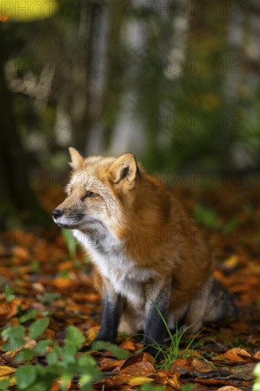 Red fox (Vulpes vulpes) sitting in a forest in autumn, Bavaria, Germany