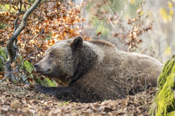 Eurasian Brown Bear (Ursus arctos arctos) lying in a forest, Bavaria, Germany