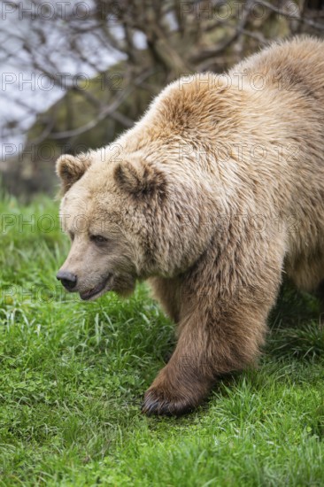 Eurasian Brown Bear (Ursus arctos arctos) walking on a meadow, Bavaria, Germany