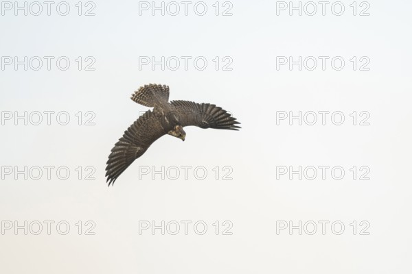 Peregrine falcon (Falco peregrinus) flying, autumn, Bavaria, Germany