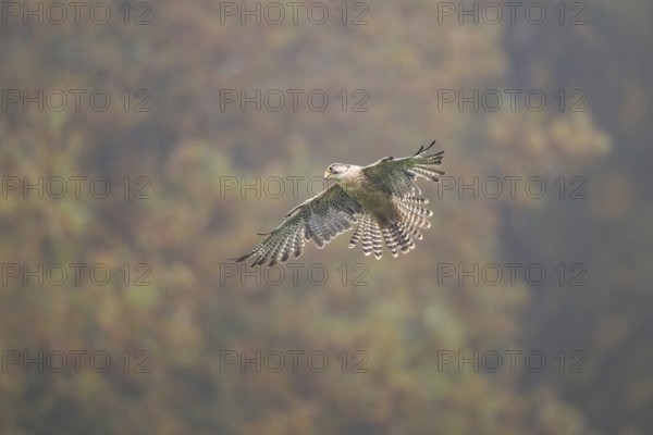 Saker falcon (Falco cherrug) flying, autumn, Bavaria, Germany