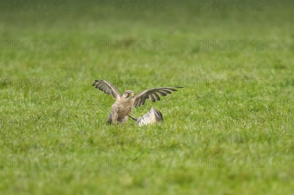 Peregrine falcon (Falco peregrinus) hunting, autumn, Bavaria, Germany