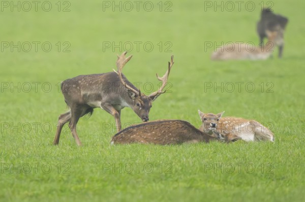 European fallow deer (dama dama) buck with his pack during the rutting season on a meadow in autumn, Bavaria, Germany