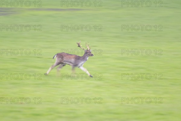 European fallow deer (dama dama) buck running on a meadow in autumn, Bavaria, Germany