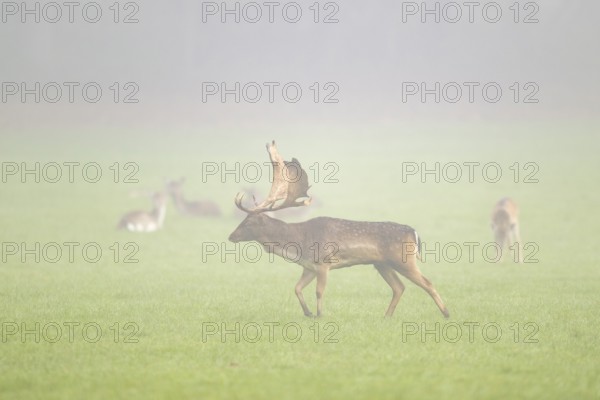 European fallow deer (dama dama) buck with its pack during the mating season on a meadow on a foggy day in autumn, Bavaria, Germany