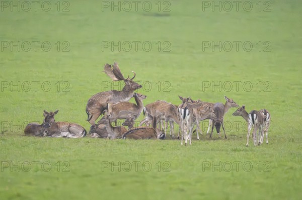 European fallow deer (dama dama) buck at the mating with his pack during the rutting season on a meadow in autumn, Bavaria, Germany