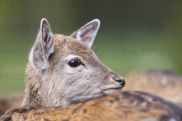 European fallow deer (dama dama) doe standing in a forest in autumn, Bavaria, Germany
