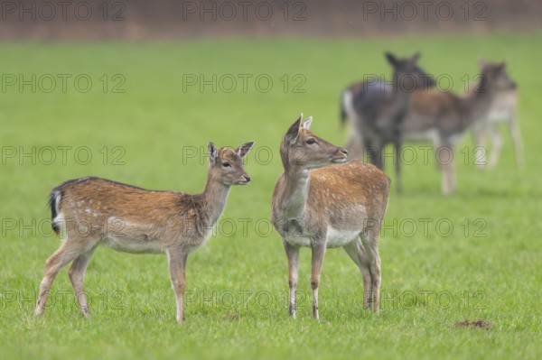 European fallow deer (dama dama) doe on a meadow in autumn, Bavaria, Germany