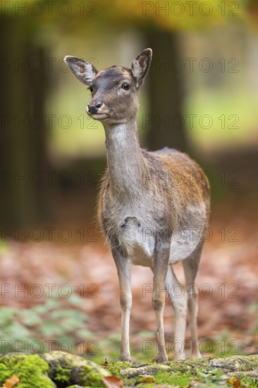 European fallow deer (dama dama) doe standing in a forest in autumn, Bavaria, Germany