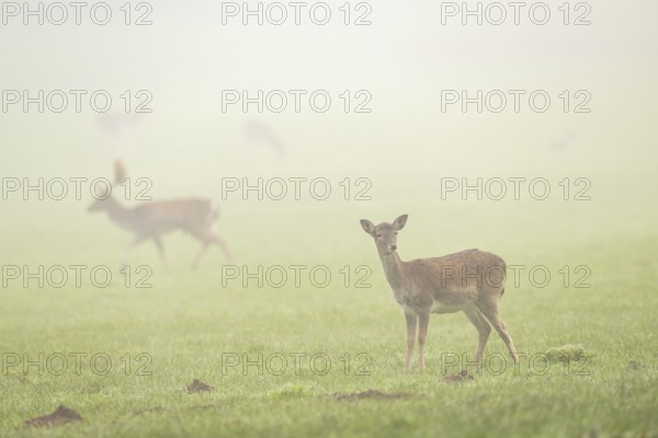 European fallow deer (dama dama) doe standing on a meadow on a foggy day in autumn, Bavaria, Germany