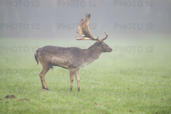 European fallow deer (dama dama) buck on a meadow on a foggy day in autumn, Bavaria, Germany