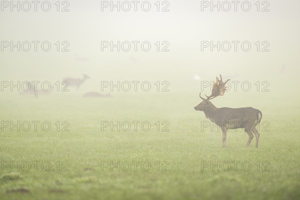 European fallow deer (dama dama) buck with its pack during the mating season on a meadow on a foggy day in autumn, Bavaria, Germany