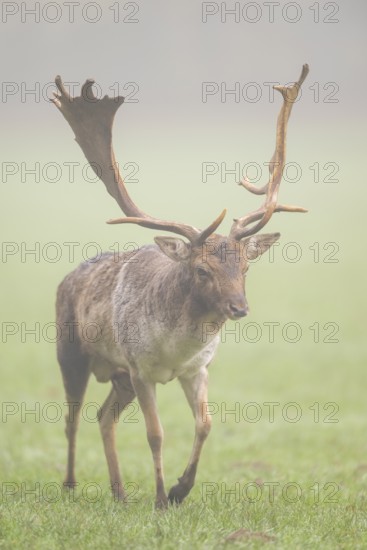European fallow deer (dama dama) buck on a meadow on a foggy day in autumn, Bavaria, Germany