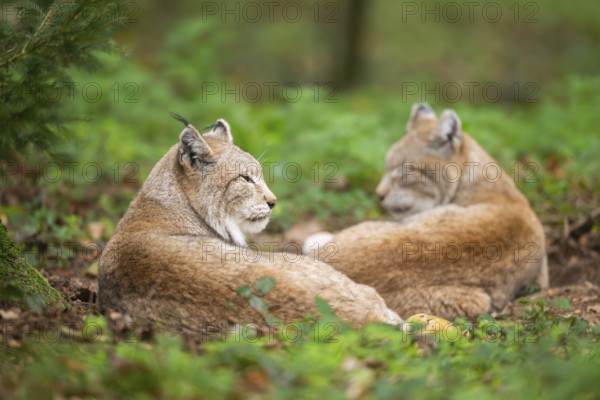 Eurasian lynx (Lynx lynx) lying in a forest in autumn, Bavaria, Germany